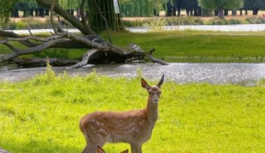 Britain's parks really do have the magic of making people happy!