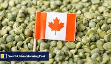 China launches anti-dumping investigation into Canadian pea starch imports