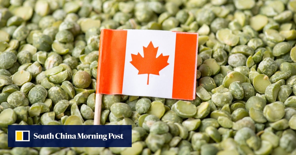 China launches anti-dumping investigation into Canadian pea starch imports