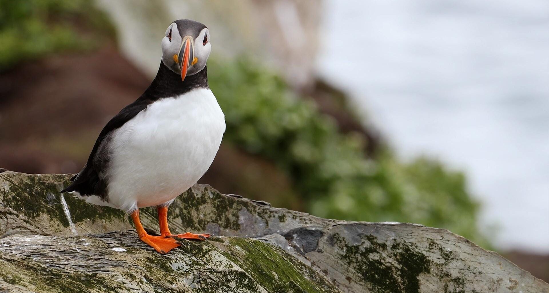 An Iceland Community Rallies to Save Lost Baby Puffins | WILD HOPE