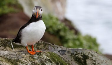 An Iceland Community Rallies to Save Lost Baby Puffins | WILD HOPE