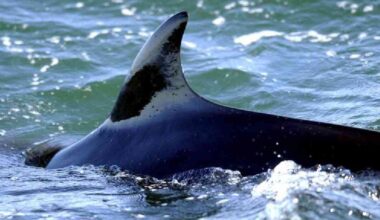 A minke whale surfaces off Reykjavik coast, Iceland in August 2003. (AP photo)