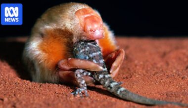 Marsupials are underrated Australian survivors. It's time to get to know them better
