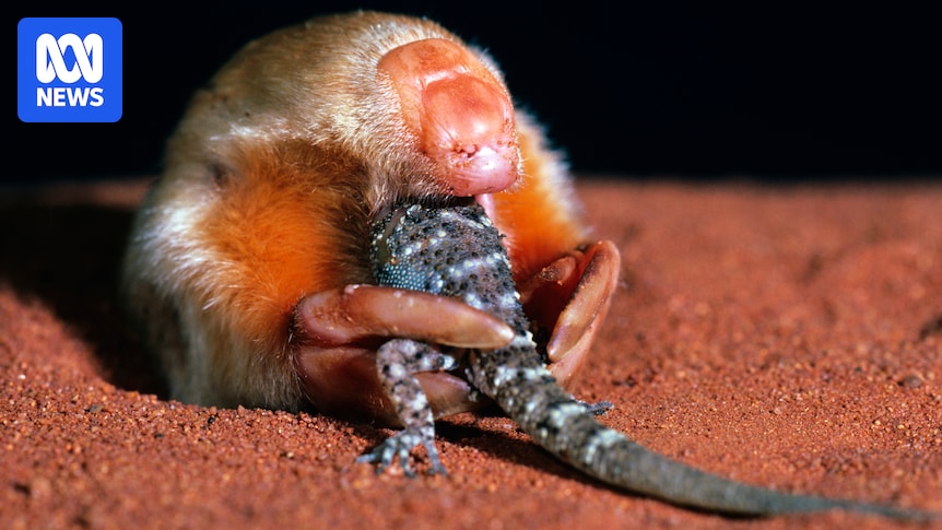 Marsupials are underrated Australian survivors. It's time to get to know them better
