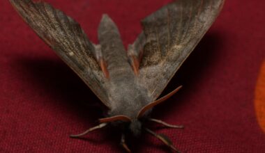 Pappelschwärmer Laothoe populi
