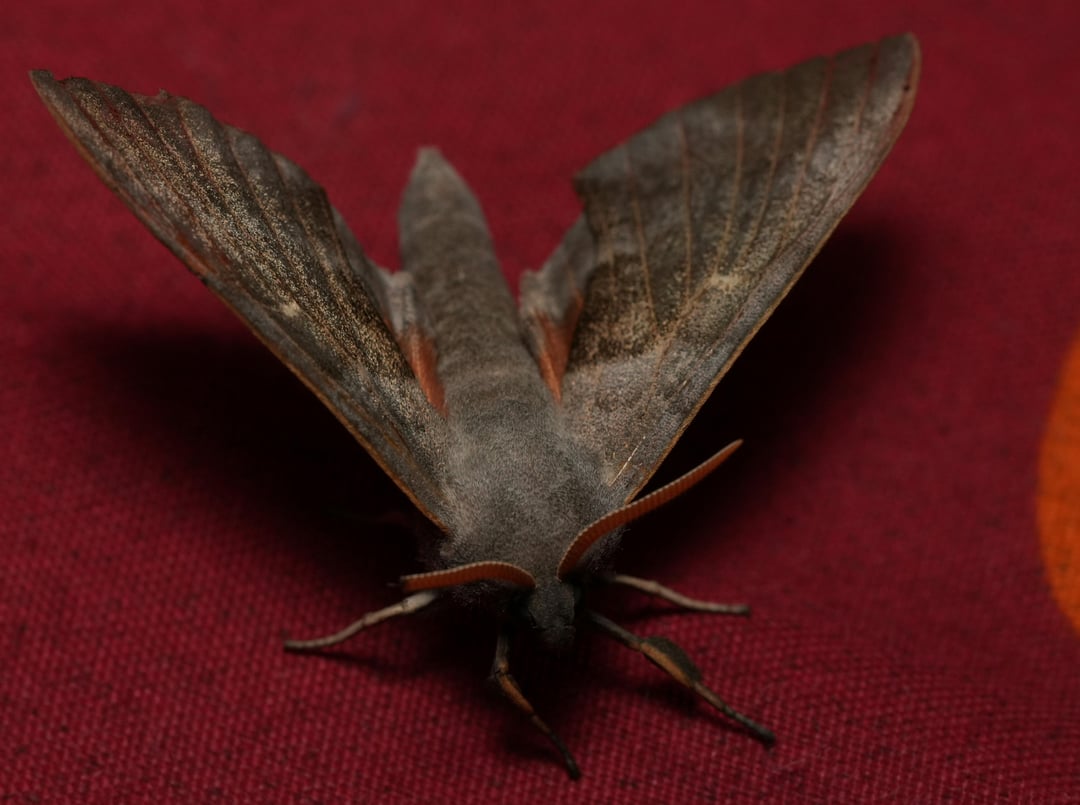 Pappelschwärmer Laothoe populi