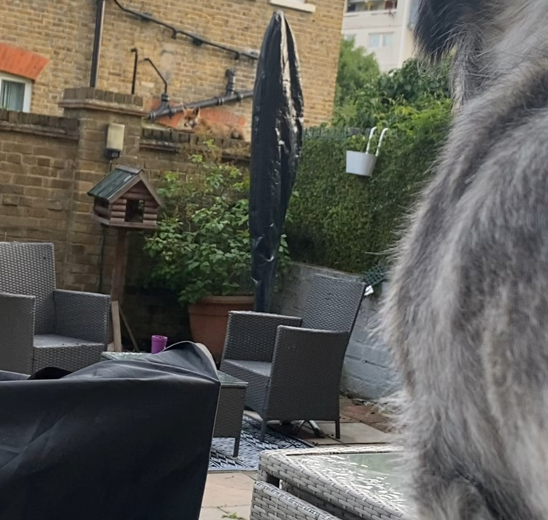 Fox Watch. East London.