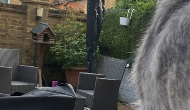 Fox Watch. East London.