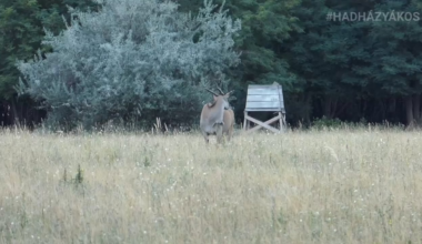 Quadrendészet a hatvanpusztai szafarin