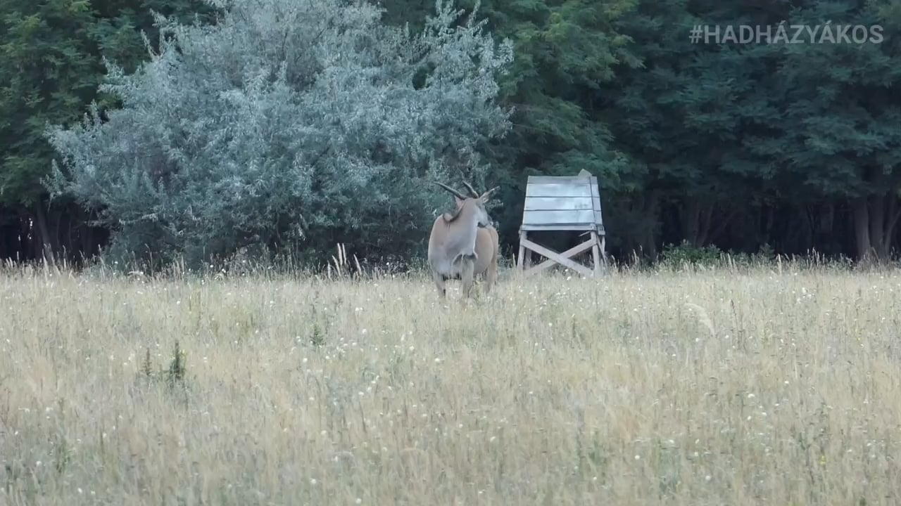 Quadrendészet a hatvanpusztai szafarin
