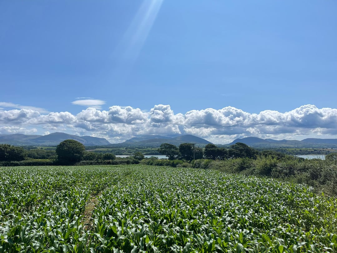 Brynsiencyn, Llandidan, Anglesey (Ynys Môn)
