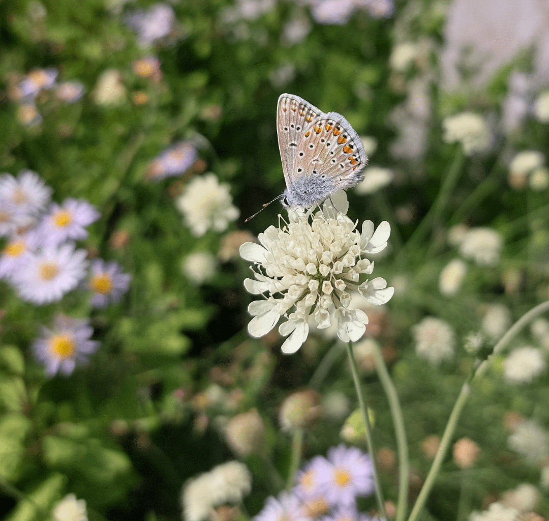 Hauheuchel-Bläuling