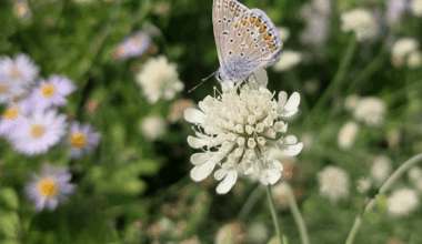Hauheuchel-Bläuling