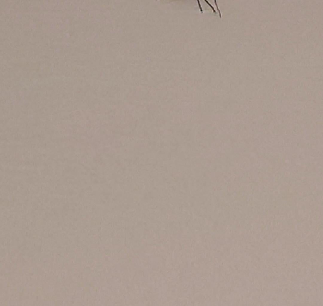 What is this and why has there been loads in my kitchen recently?