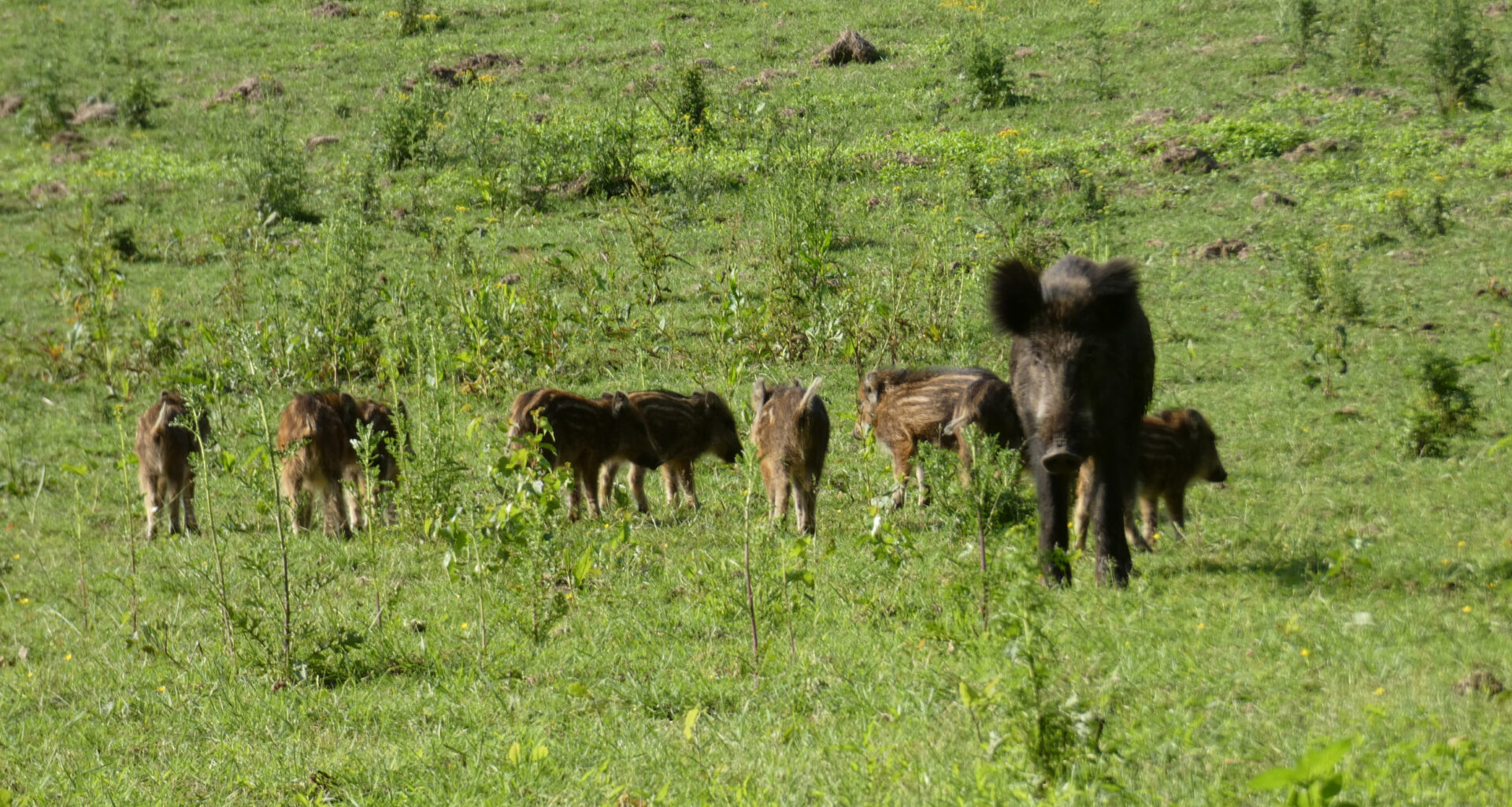 ASF Germany: Infected wild boar in NRW up to 57