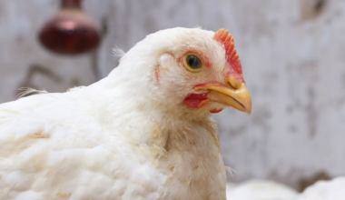 Newcastle disease claims 70,545 more broilers in Poland