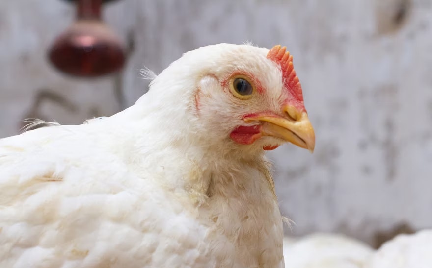 Newcastle disease claims 70,545 more broilers in Poland
