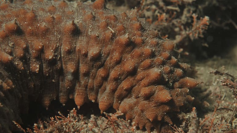 Brown sea cucumber Stichopus mollis on the bottom of Browns Bay in Auckland.