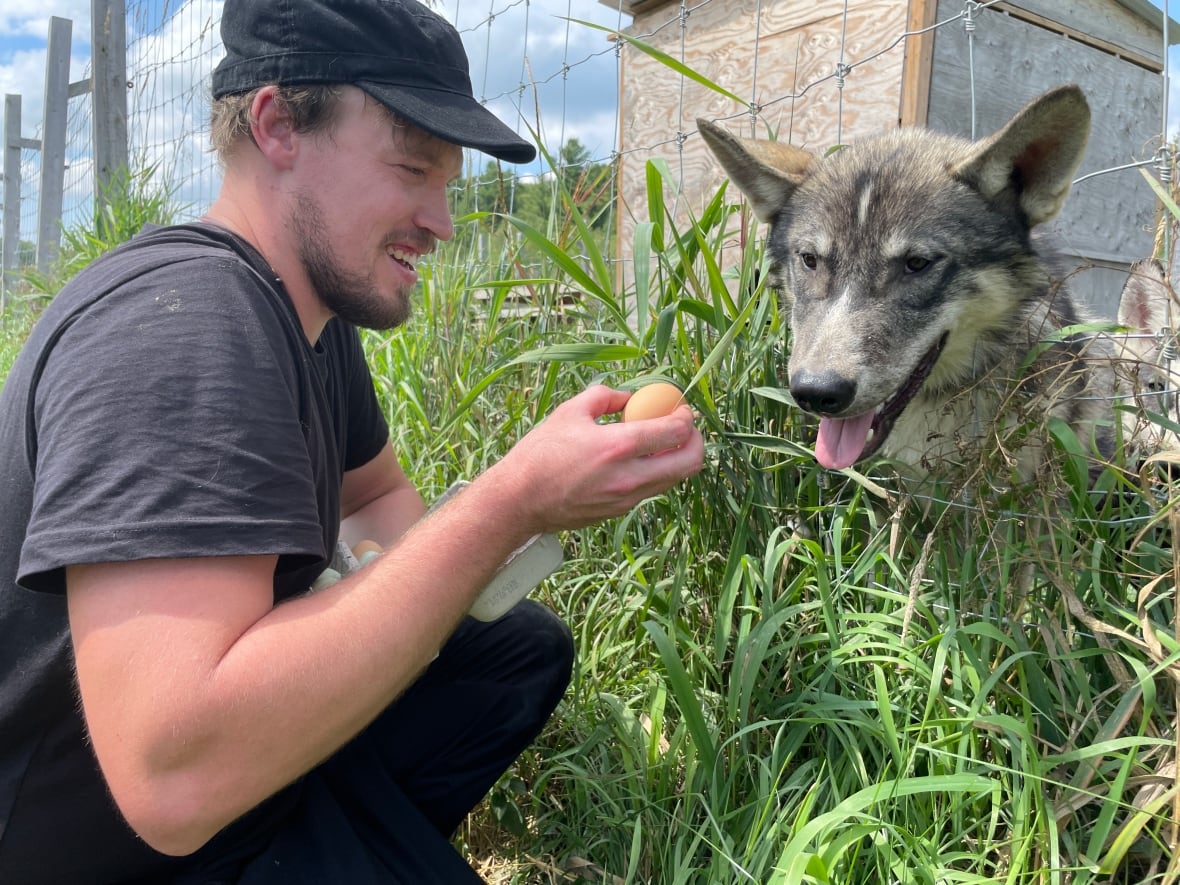 A man crouches in the bushes next to a fence where he holds an egg in offering to his wolf-dog