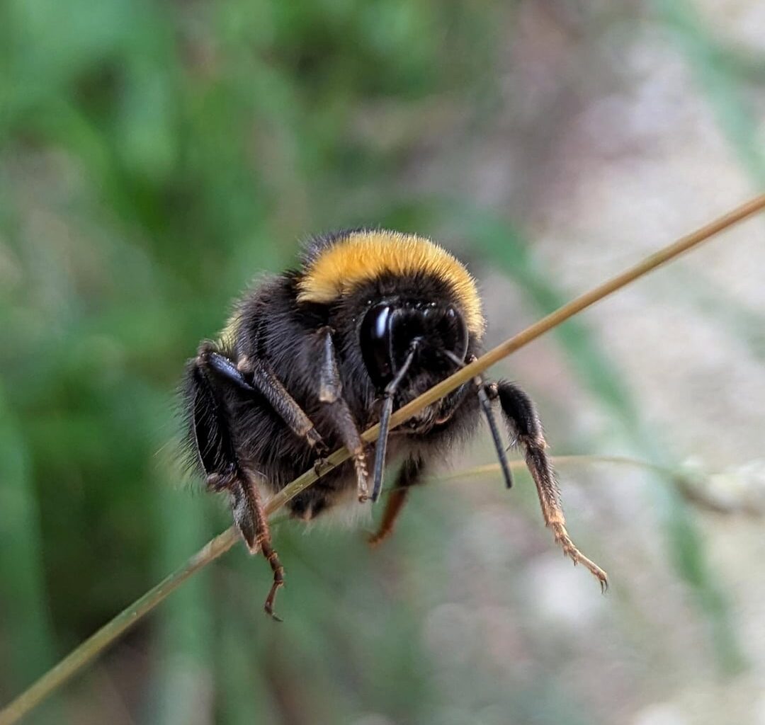 Turnstunde der schönsten Erdhummel weit und breit
