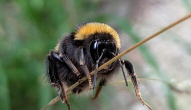 Turnstunde der schönsten Erdhummel weit und breit