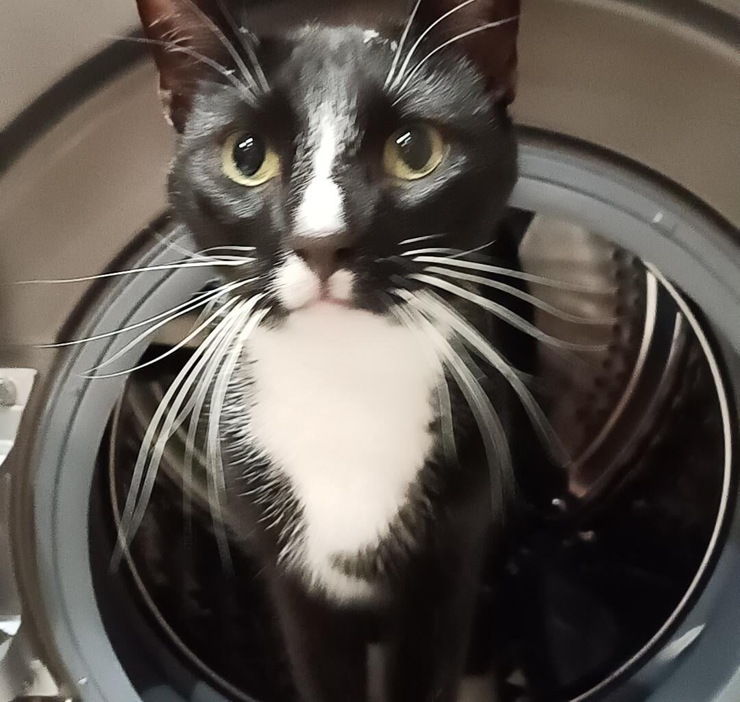 Omplacerade min katt idag