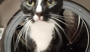 Omplacerade min katt idag