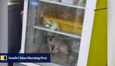 Dog kept in fridge sparks heated debate in South Korea