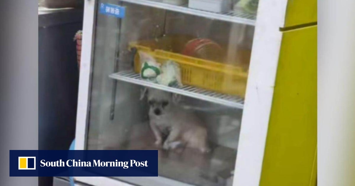 Dog kept in fridge sparks heated debate in South Korea