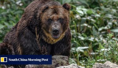 In Japan, bear attack fears rise after woman mauled outside disabled home