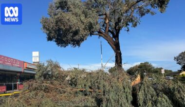 Two small and fast-moving tornadoes 'likely' hit Adelaide's northern suburbs