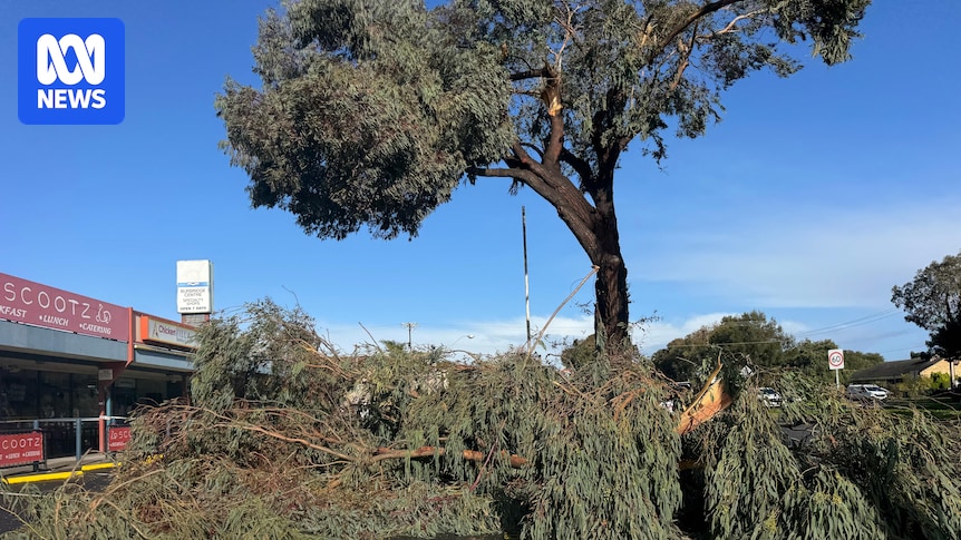 Two small and fast-moving tornadoes 'likely' hit Adelaide's northern suburbs