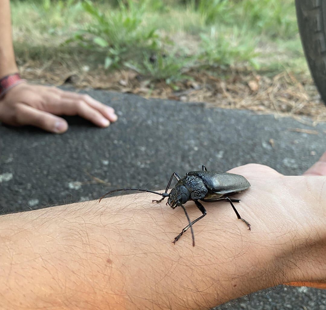 Welcher Käfer ist das?
