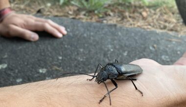 Welcher Käfer ist das?