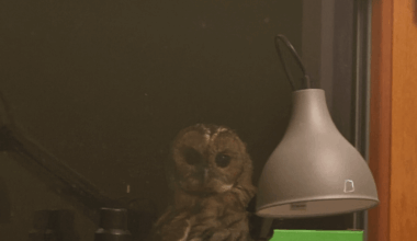 Mój piękny sąsiad