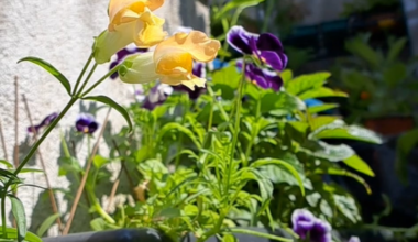 Holzbiene in Zeitlupe