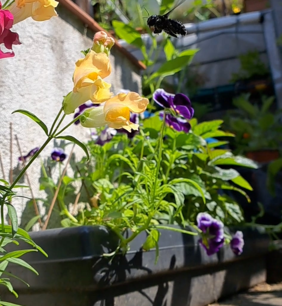 Holzbiene in Zeitlupe