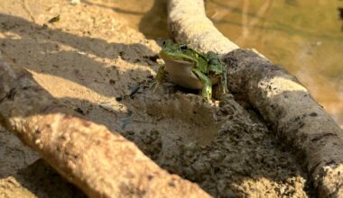 Viele schöne Froschos die sich an einem wiederhergestellten Biotop angesiedelt haben
