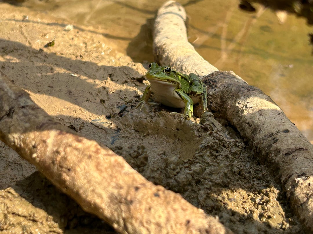 Viele schöne Froschos die sich an einem wiederhergestellten Biotop angesiedelt haben