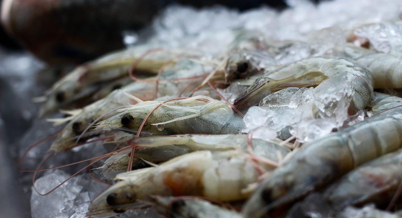 Indian shrimp already among seafood's biggest casualties of Trump trade war