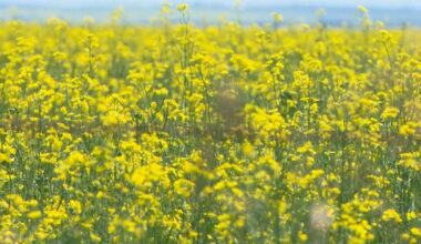 Trade war with China could have devastating impact on Canadian canola farmers