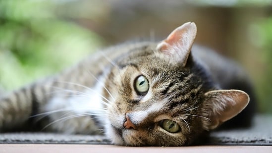 The Cypress Police Department has urged anyone with information about the cats to contact them. Image for representation(Pixabay)