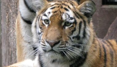 A tiger at the Aalborg Zoo in Denmark. Picture by Peter Bischoff/Getty Images.