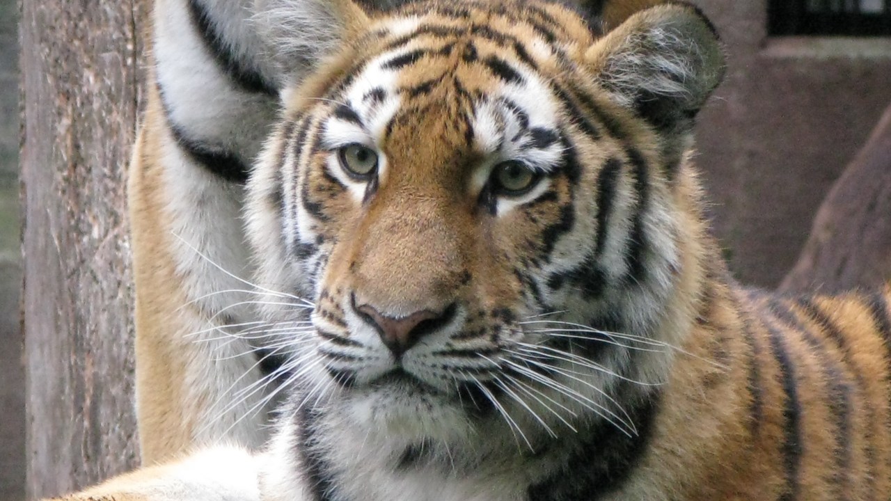 A tiger at the Aalborg Zoo in Denmark. Picture by Peter Bischoff/Getty Images.