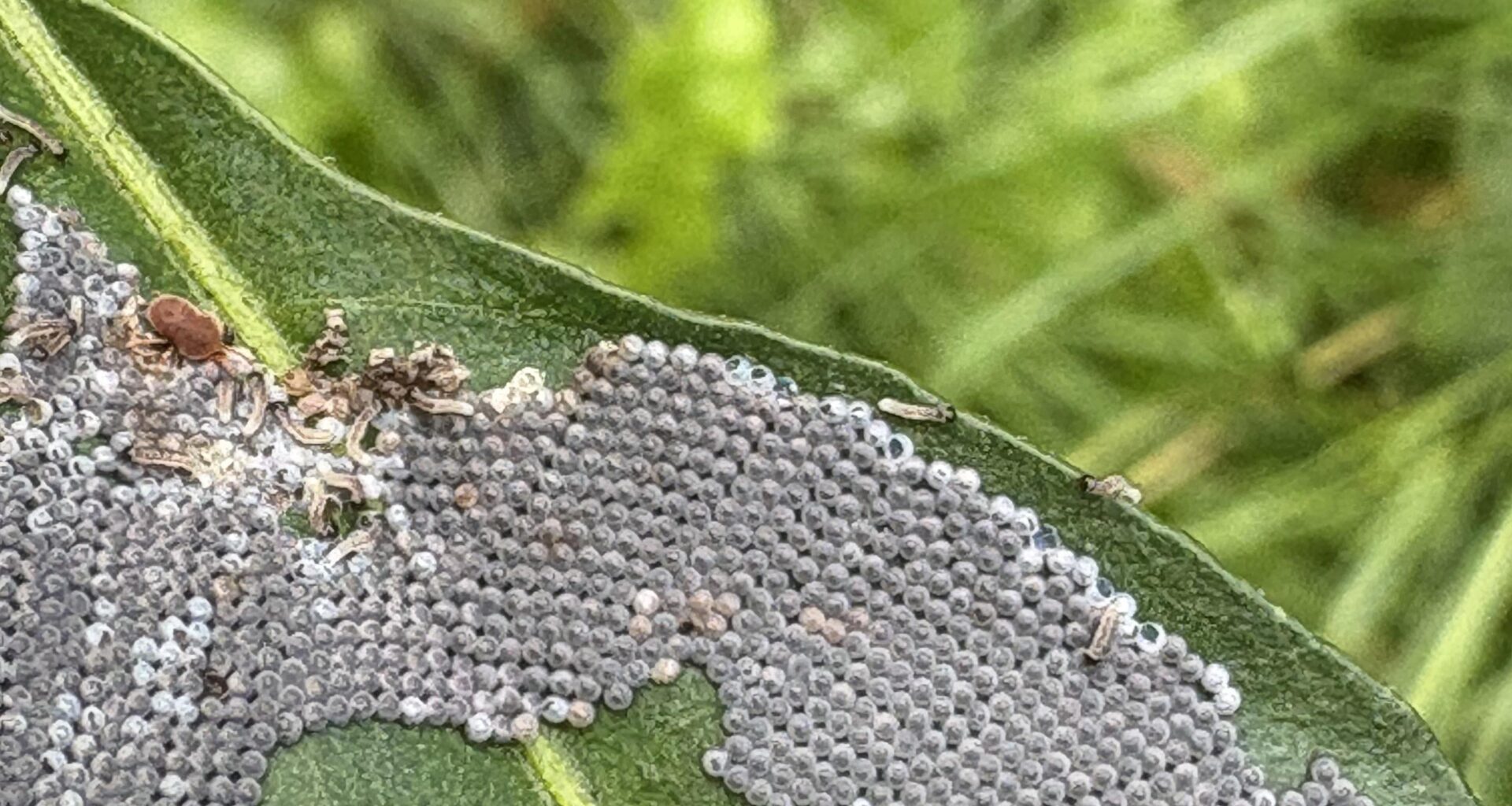 Follow up: Eier/Raupen auf meiner Chili