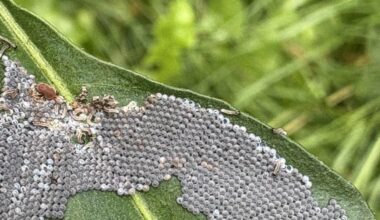 Follow up: Eier/Raupen auf meiner Chili