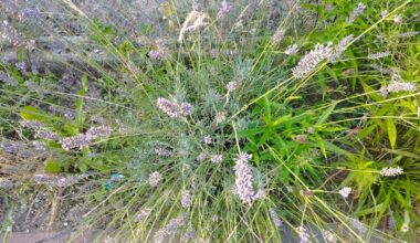 Lavendel jetzt noch zurückschneiden?