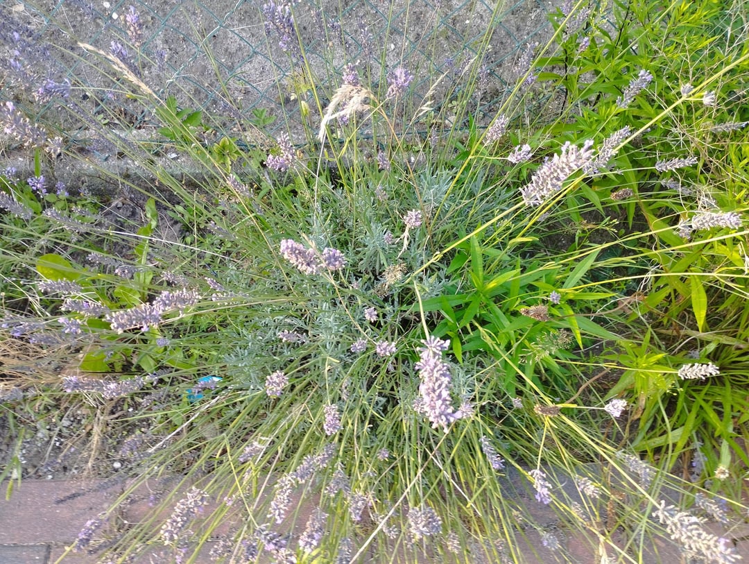 Lavendel jetzt noch zurückschneiden?