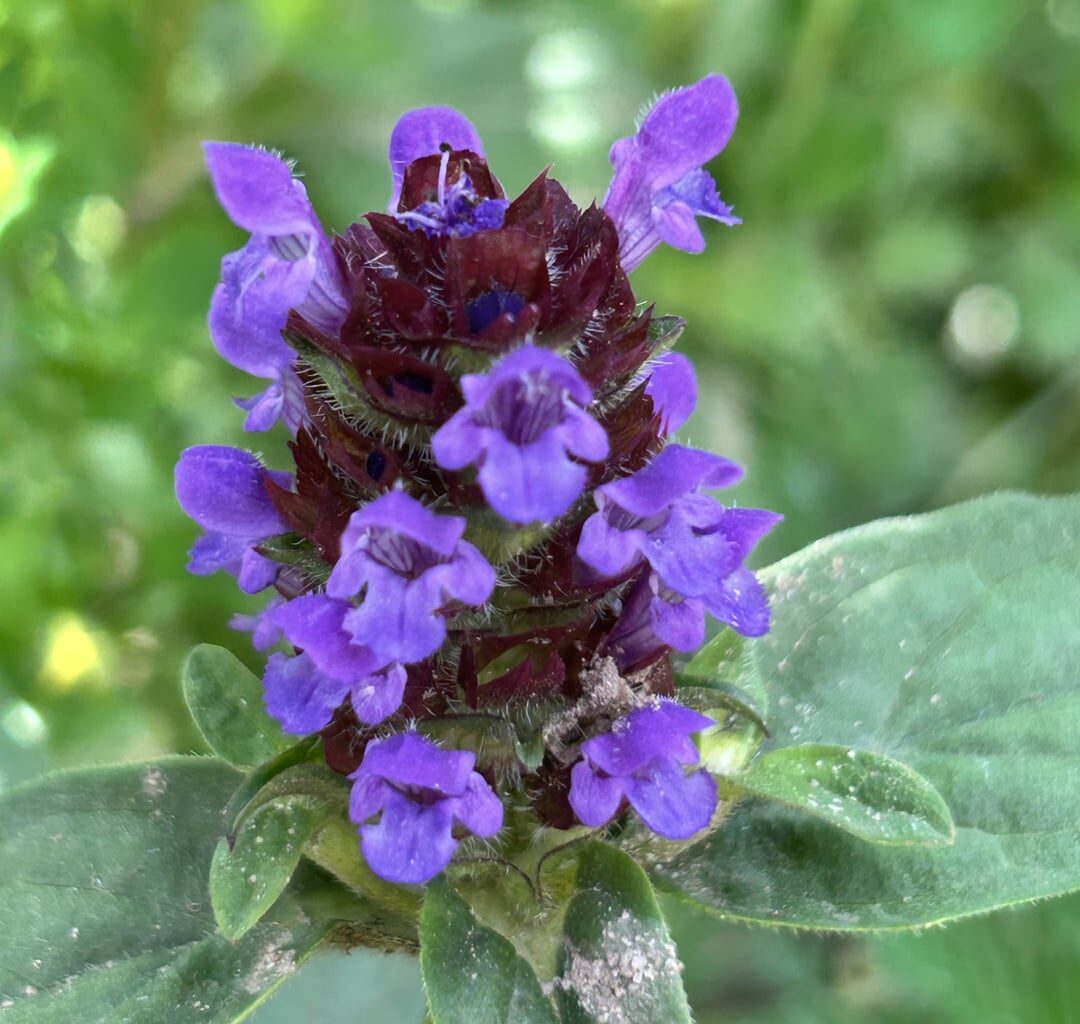 Heimische Feuchtgebietsarten und Moorpflanzen