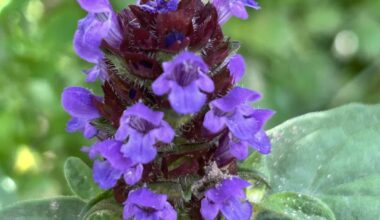 Heimische Feuchtgebietsarten und Moorpflanzen